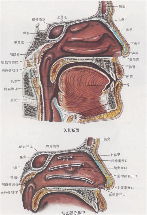 鼻子跟嘴巴中間|鼻子到嘴巴有两条线叫什么